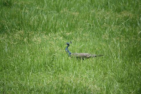 Birds in Goa - Download Goa Photos